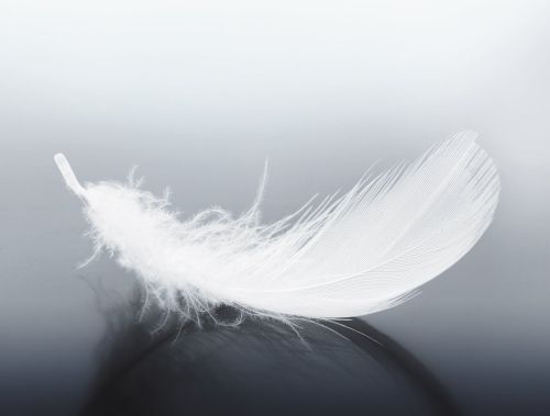 White Boutique Μαξιλάρι Platin