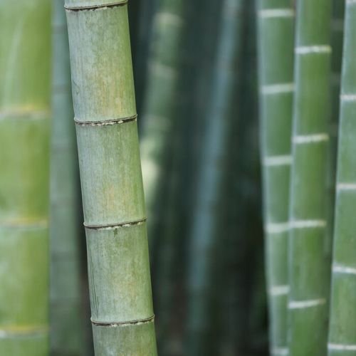 WHITE BOUTIQUE DUVET ECO BAMBOO